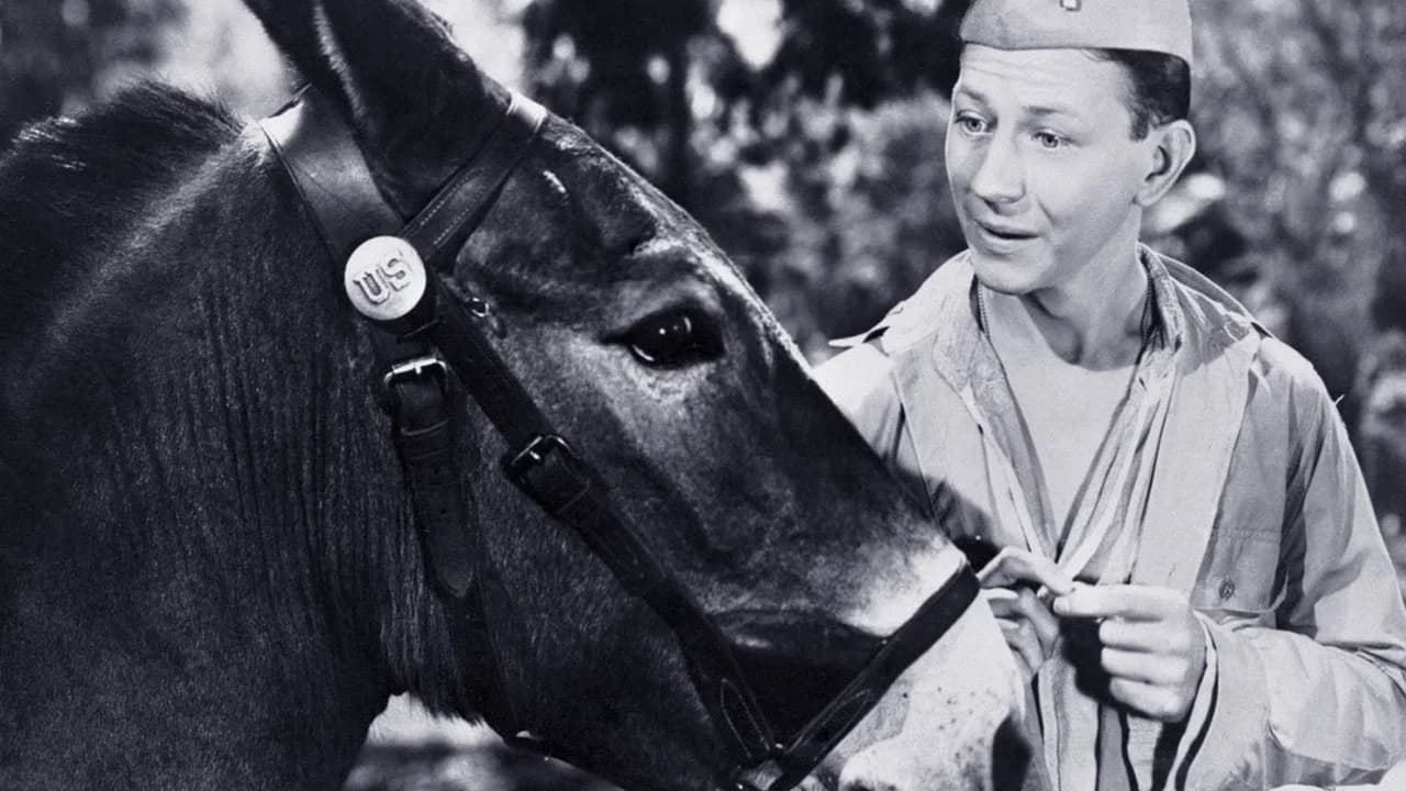 Francis the Talking Mule Collection