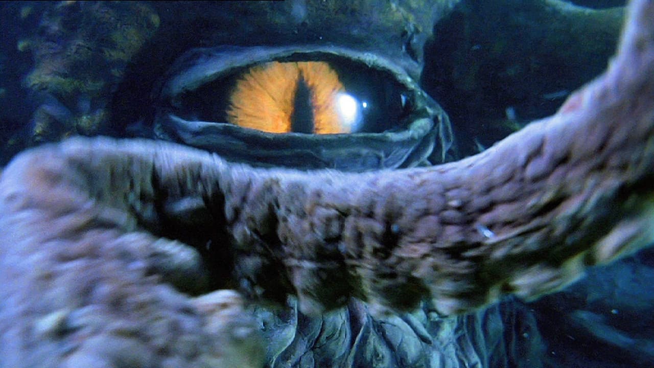 Octopus Collection