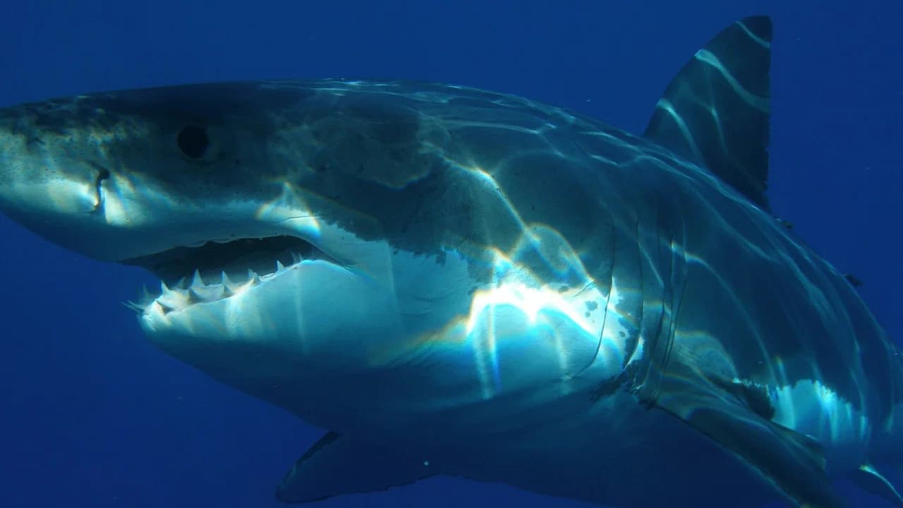Shark Attack Collection