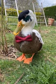 Prins Filip (duck)