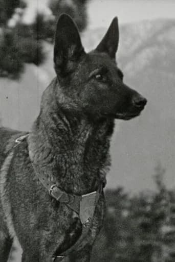 Klondike the Dog