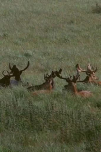 The Deer Garden: The Romantic Forest