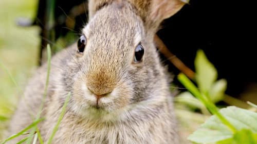 Remarkable Rabbits still