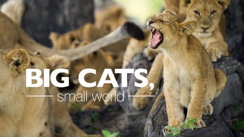 Big Cats, Small World still