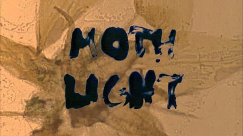 Mothlight still