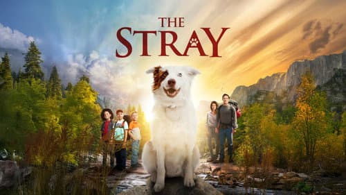 The Stray still