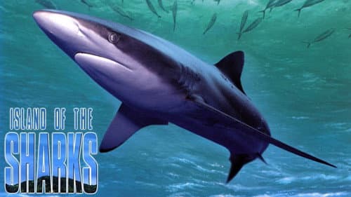 Island of the Sharks still