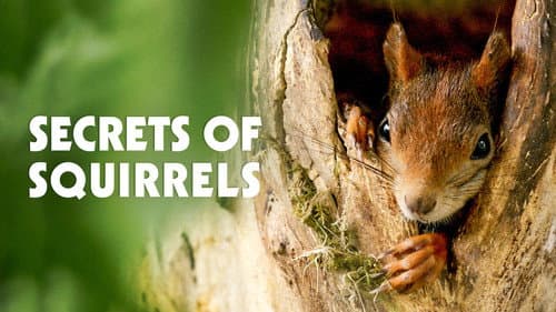 Secrets of Squirrels still