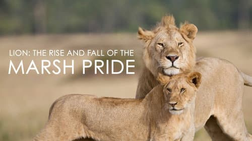 Lion: The Rise and Fall of the Marsh Pride still