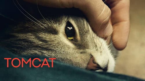 Tomcat still