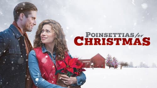 Poinsettias for Christmas still