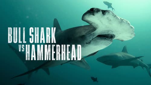 Bull Shark vs. Hammerhead still