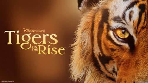 Tigers on the Rise still