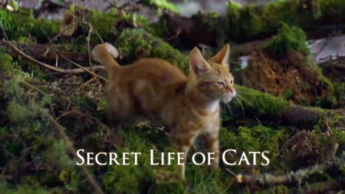 The Secret Life of Cats still
