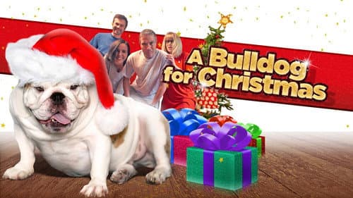 A Bulldog for Christmas still