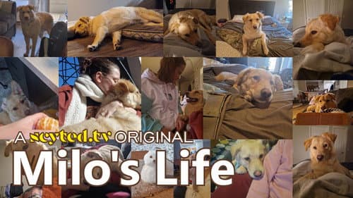 Milo's Life still