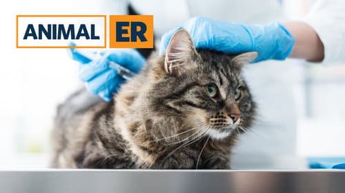 Animal ER still