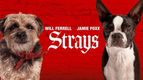 Strays still