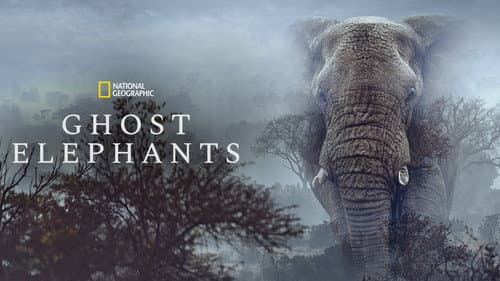 Ghost Elephants still