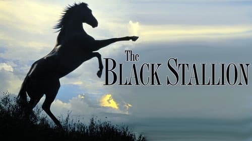 The Black Stallion still