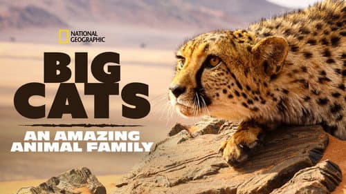 Big Cats: An Amazing Animal Family still