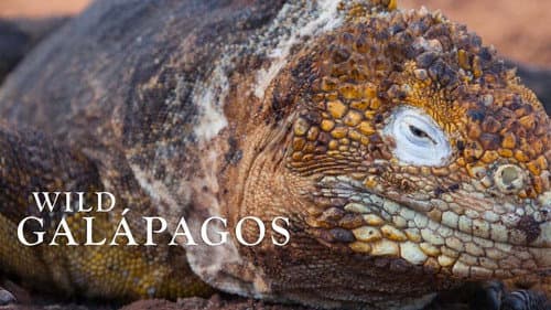 Wild Galápagos still