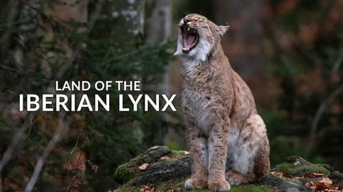 Dehesa: The Forest of the Iberian Lynx still