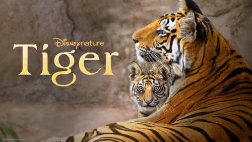 Tiger still