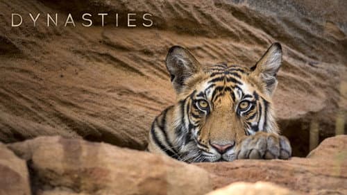 Dynasties still