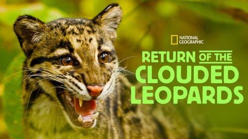 Return of the Clouded Leopards still