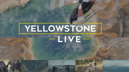 Yellowstone Live still