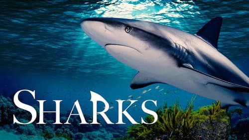 Sharks (in 3D) still
