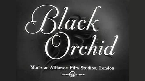 Black Orchid still