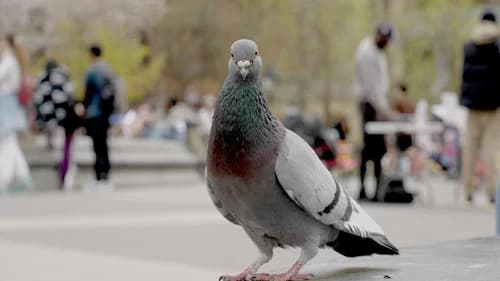 The Pigeon Hustle still