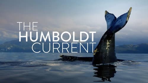 The Humboldt Current still