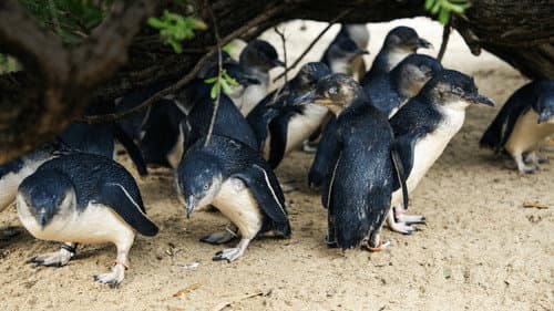 Secrets of the Zoo: Down Under still