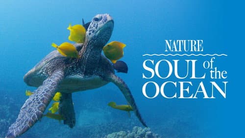 Soul of the Ocean still