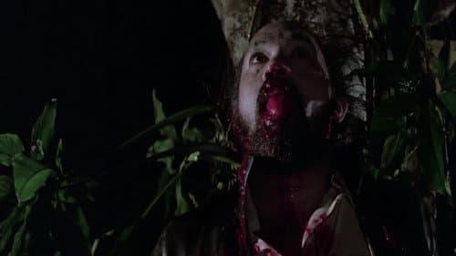Wolf still