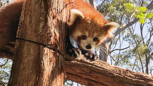 Secrets of the Zoo: Down Under still