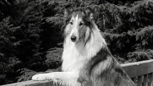 Lassie: The Wayfarers still