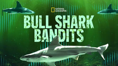 Bull Shark Bandits still