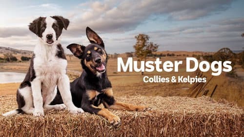 Muster Dogs still