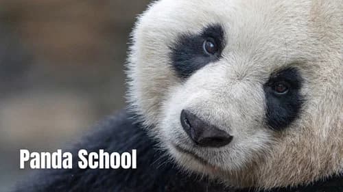 Panda School still