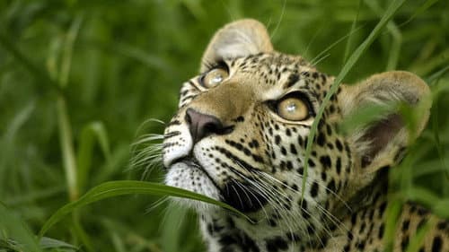Eye of the Leopard still