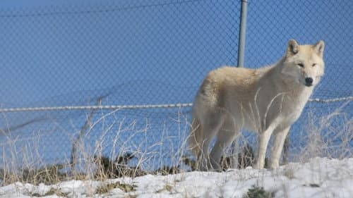 The First Canines still