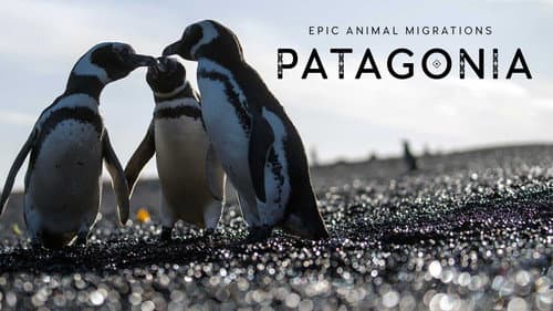 Epic Animal Migrations: Patagonia still