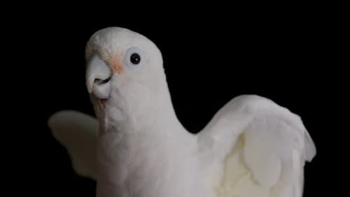 Parrot Kindergarten still