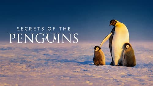 Secrets of the Penguins still