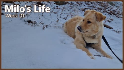 Milo's Life still