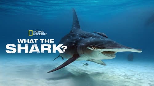 What the Shark? still